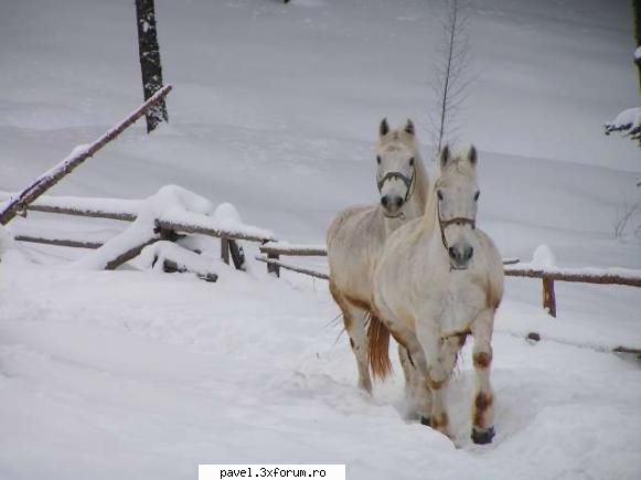 LA MULTI ANI - 2008 !!! - La multi ani cu sanatate! Va doresc un an - Urari