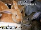 Paste fericit! - Dati-mi voie sa va urez de pe acum (pentru ca - Urari